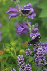 Baltimore checkerspot butterfly on showy beardtongue flowers