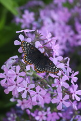 Baltimore checkerspot butterfly on prairie phlox