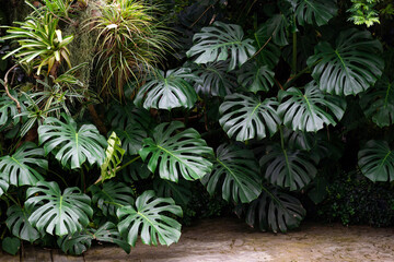 Monstera Deliciossa plant growing wild bushy in the garden. Monstera background, plant background concept