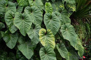 Anthurium Giganteum growing bushy in the rain forest. Anthurium plant foliage background. Vertical garden