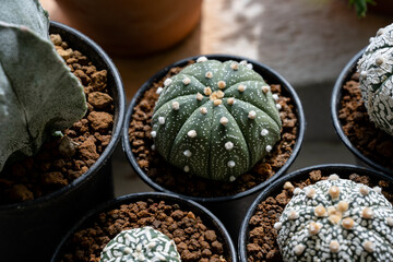 Astrophytum Asteria Super Kabuto cactus close up.