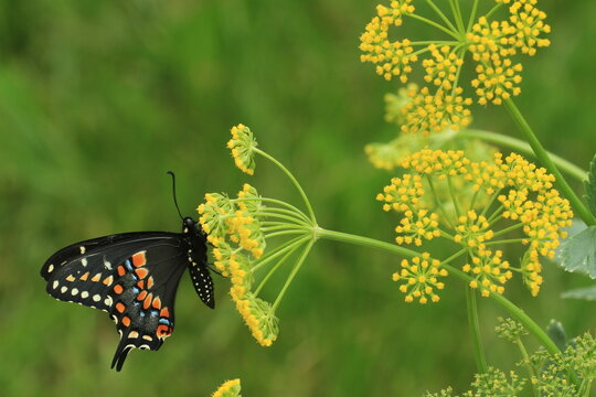 eastern black swallowtail butterfly on golden alexanders