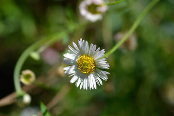 Mexican fleabane flower