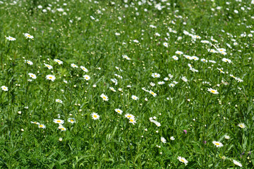 White daisy flowers in the field