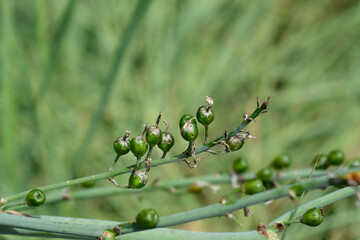 Summer Asphodel seed pods