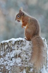 Naklejka na ściany i meble Red squirrel in the snow