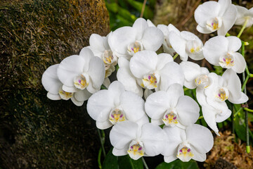 Beautiful white Phalaenopsis flowers in the garden.