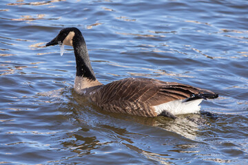 A country goose, branta canadensis, with an icicle hanging from its neck swims on the Mississippi River in Iowa on a winter day in January. 