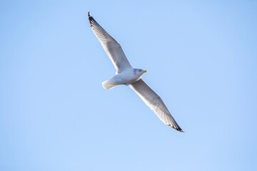 A ring billed gull in flight from below isolated in the blue sky with copy space for text. Photo taken on a winter day in January in Iowa. 