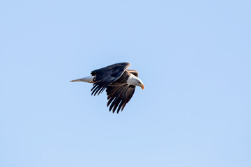 A bald flies isolated in the blue sky on a winter day in January in Iowa. 