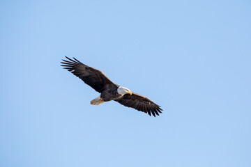 Soaring eagle in the blue sky on a winter day in January in Iowa. 