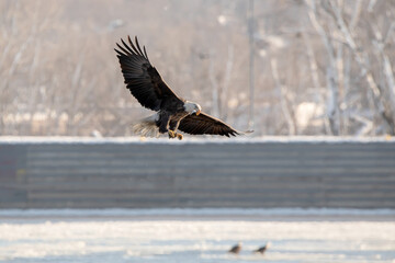 Bald eagle slowing to catch a fish above the Mississippi River in Iowa. The eagle has spread wings and talons out. 