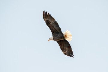 Soaring eagle with full wingspan isolated in the blue sky of a winter day in January. Close up photo, taken from below in Iowa. 