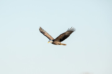 Soaring bald eagle with wings in a v shape, isolated in the clear, blue sky on a January day in Iowa. Minimalist photo, close up