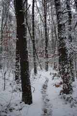 forest in winter
