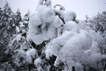 snow covered trees