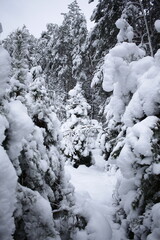 river in winter forest