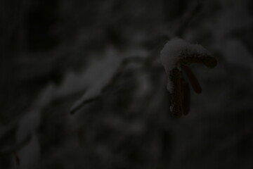 spider on the ground