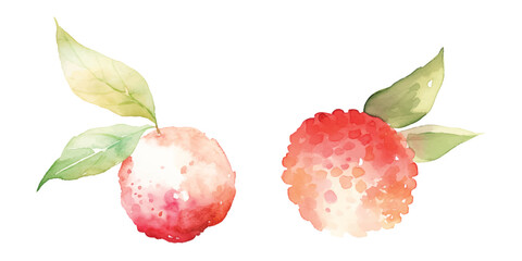 lychee fruit watercolor vector illustration