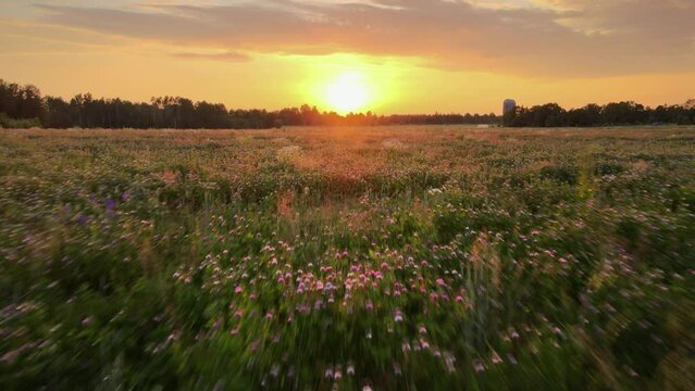 sunset over the field