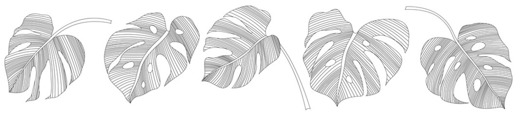 Set of hand drawn tropical leaves. Black and white absrast illustration collection.