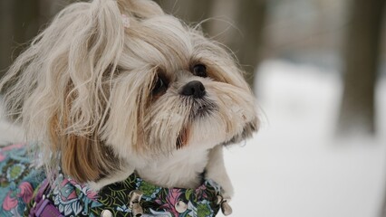 Close-up of a Shih Tzu dog in winter colorful warm clothes against a snowy park