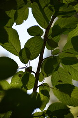 Fototapeta premium green leaves on a tree