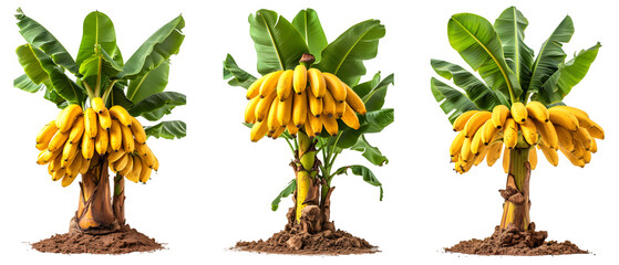 banana tree isolated on transparent background ,generative ai - obrazy, fototapety, plakaty