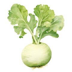 AI-generated watercolor Kohlrabi clip art illustration. Isolated elements on a white background.