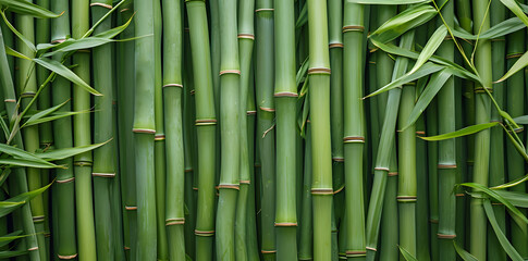Fototapeta na wymiar Background green bamboo texture
