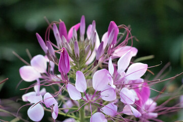 Fototapeta premium Close-up of blooming Spiderflower, summer pink flowers. Taken in Jinan, Shandong, China.