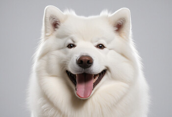 Fototapeta premium Happy Samoyed Dog Portrait