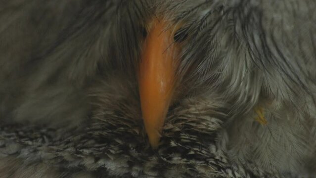 Ural owl close-up. Funny Face. Emotion owl bird watching. High quality FullHD footage