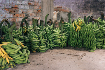 Group of bunches of green bananas in a jungle market in Peru