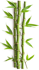 Green bamboo branches isolated on white background