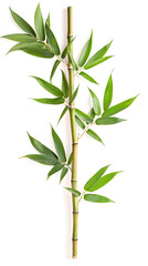 Fototapeta na wymiar Green bamboo branches isolated on white background