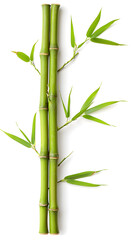 Green bamboo branches isolated on white background