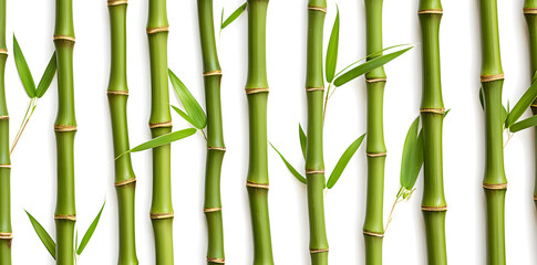 Green bamboo with leaves isolated on white background