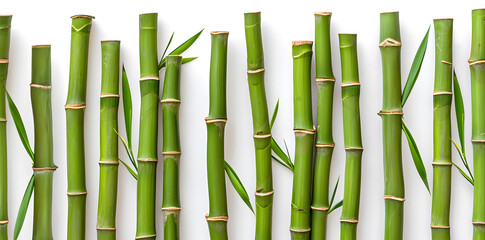 Green bamboo with leaves isolated on white background