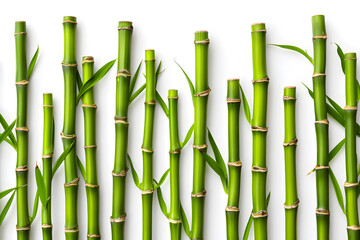 Fototapeta premium Green bamboo with leaves isolated on white background