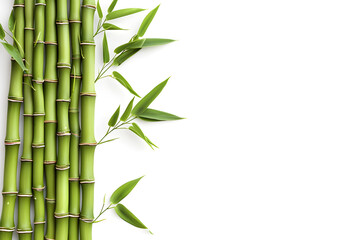 Fototapeta na wymiar Bamboo background with place for text