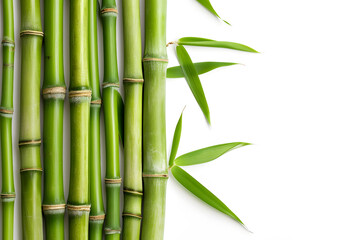 Fototapeta na wymiar Bamboo background with place for text