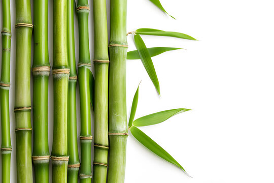 Bamboo background with place for text © Oksana