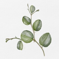 Watercolor Sidr Leaves Plant Isolated On White Background, side plant illustration, sidr leaves in watercolor style