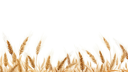 Wheat field cut out. Field of wheat on transparent background