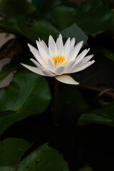 white water lily