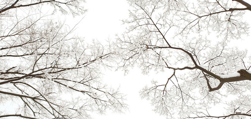 Fototapeta na wymiar Snow, Tree, Sky