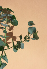 Green eucalyptus. Green eucalyptus branches on peach background. Contrasting colors: peach and...