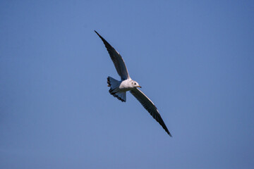Fototapeta premium Vega Gull flying on the blue sky. Wild seabird in natural environment