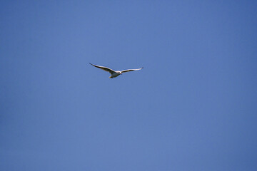 Vega Gull flying on the blue sky. Wild seabird in natural environment